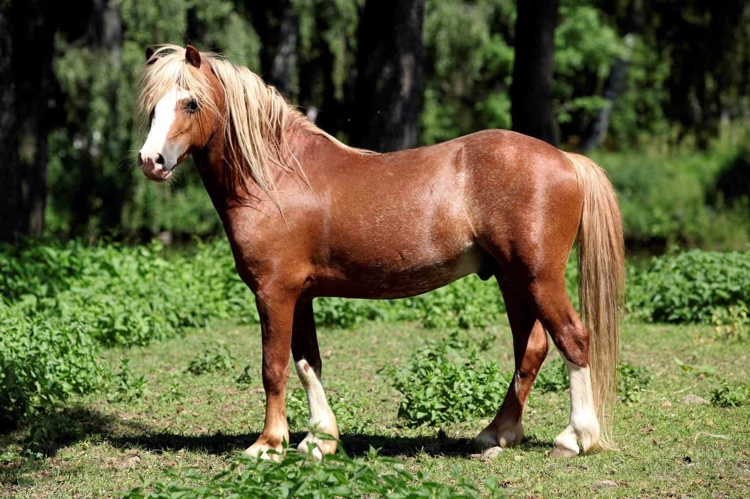 The Pony