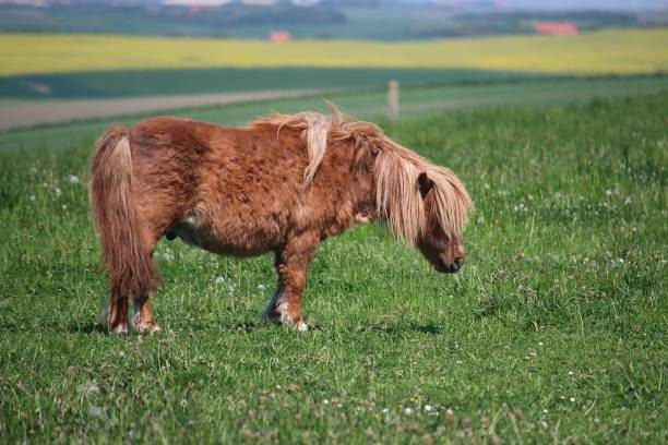 The Pony photo 2